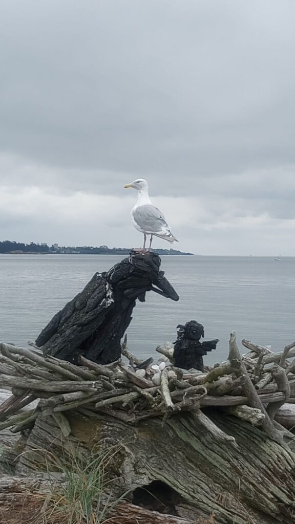 on an overcast shore in Vancouver, a wooden art installation represents a crow in a nest feeding its young, while an actual seagull sits an its head.